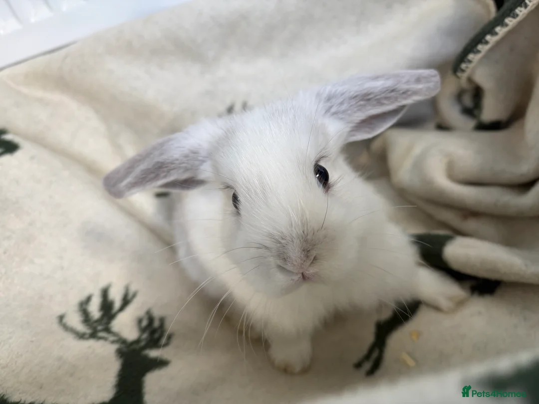 Mini Lop rabbits for sale: 5 beautiful lop bunnies in Abergele - Advert 9