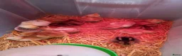 Chickens poultry for sale: Maron cross warren chicks in Brierley Hill - Advert 5