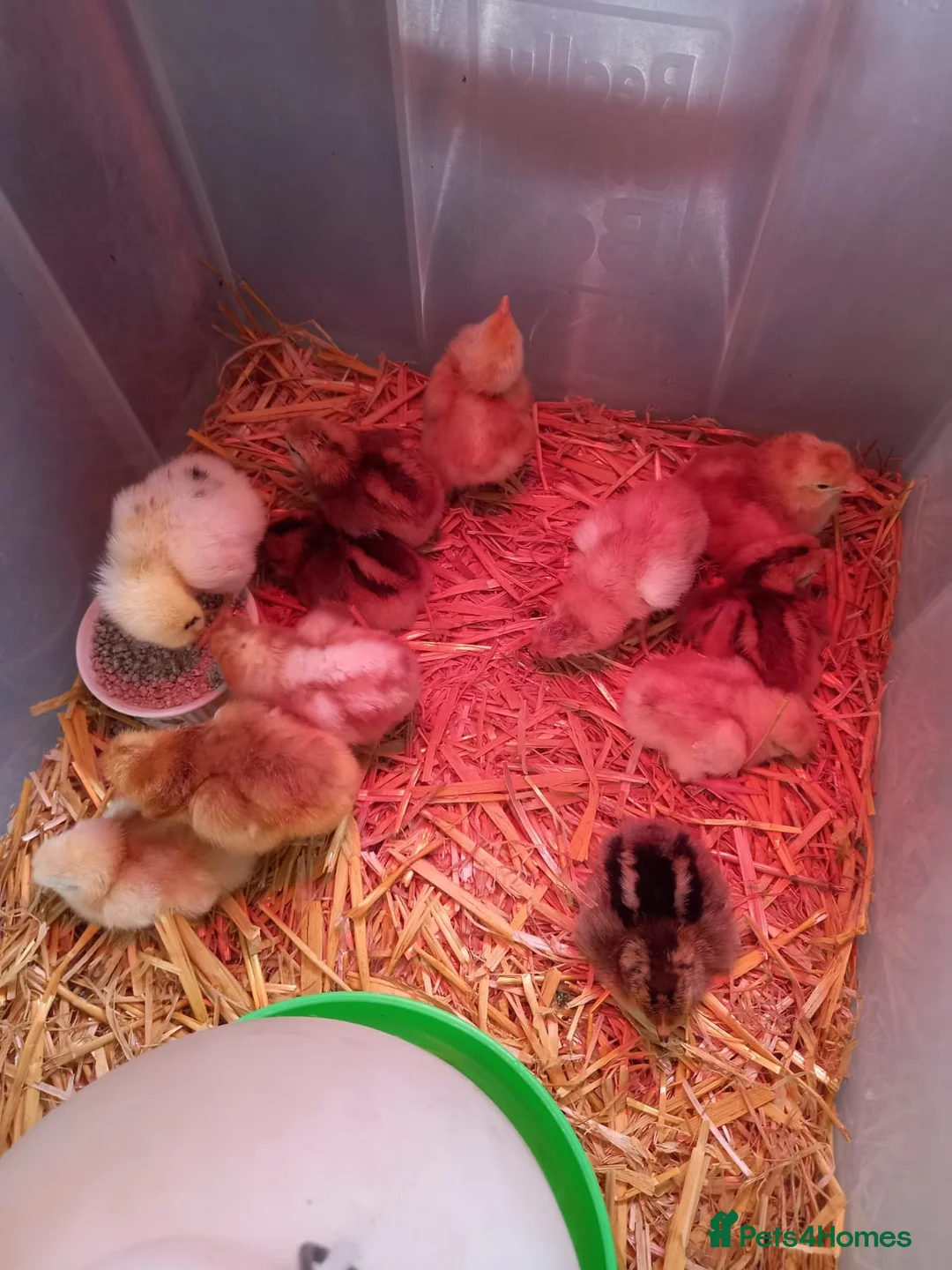 Chickens poultry for sale: Maron cross warren chicks in Brierley Hill - Advert 5