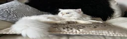 British Longhair cats for stud: Stunning male with blue eyes  - Advert 4