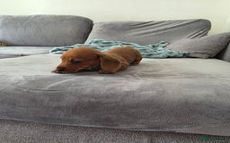 Miniature Dachshund dogs for sale: Sausage-shaped bundles of joy ❤️🌭 - Image 3