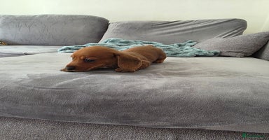 Miniature Dachshund dogs - Advert 3