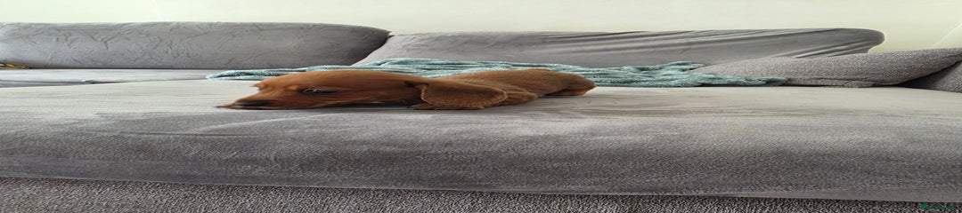 Pancake