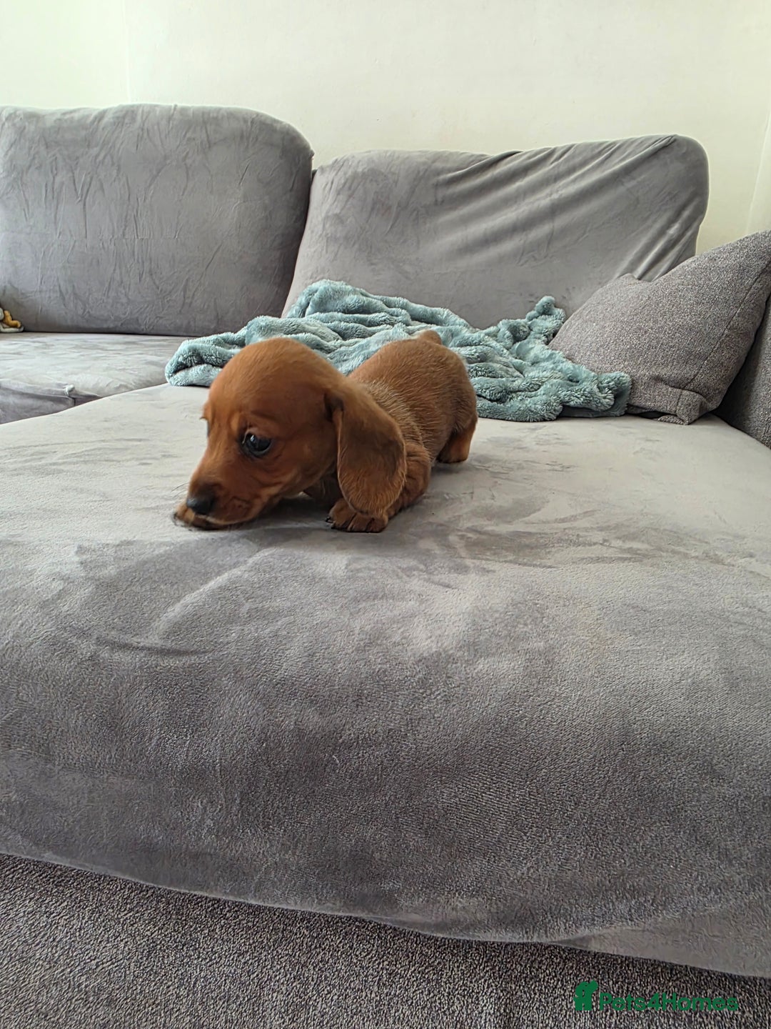 Miniature Dachshund dogs for sale: Sausage-shaped bundles of joy ❤️🌭 - Image 3