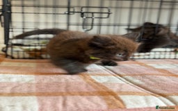 British Longhair cats for sale: Male  British long haired kittens - Image 15