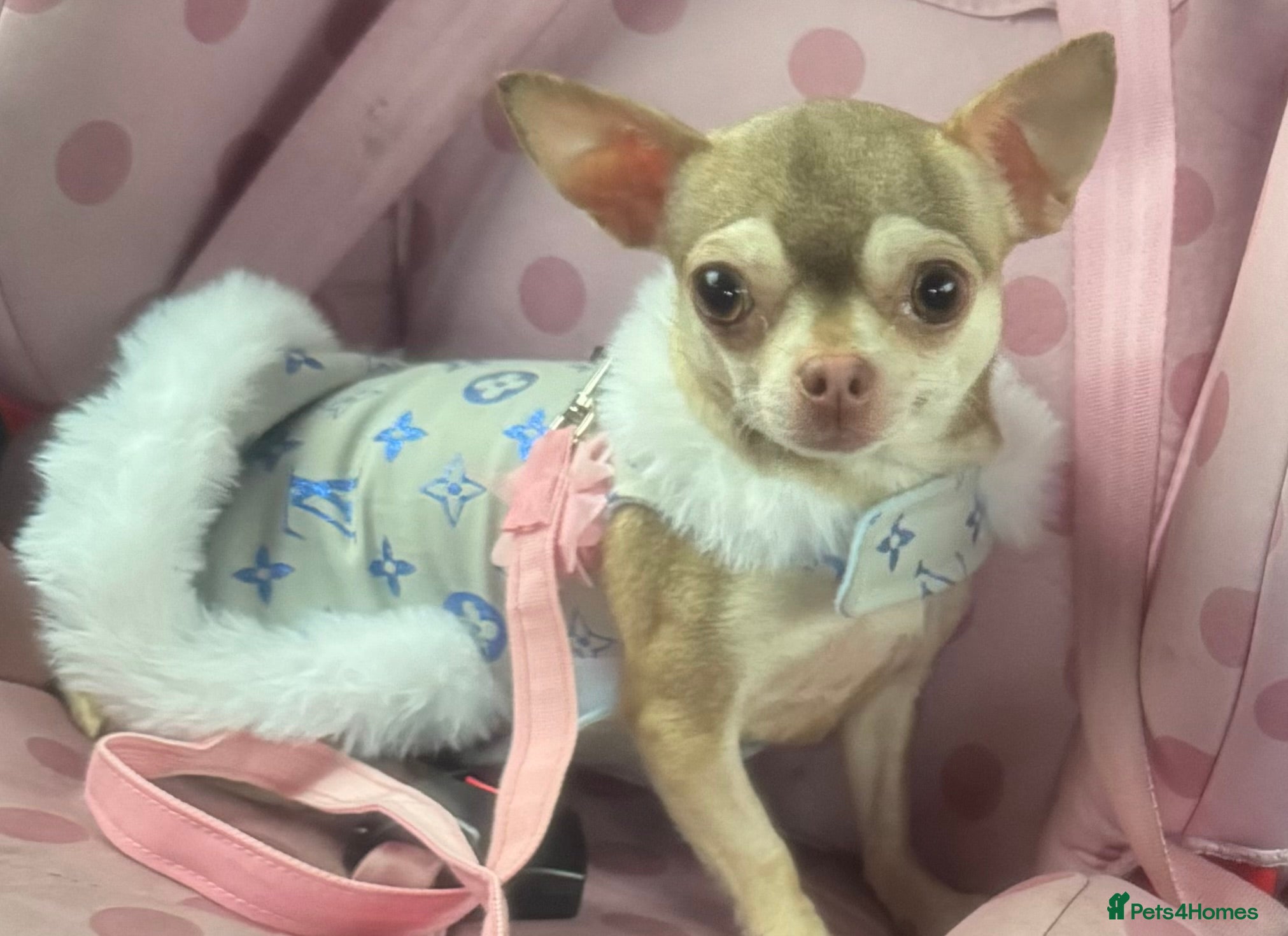 Chihuahua dogs Kc spayed female chihuahua.  - Advert 2