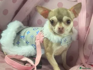 Chihuahua dogs Kc spayed female chihuahua. - Advert 2