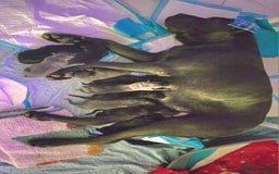 Cane Corso dogs for sale: Cane corso puppies rehom - Image 5