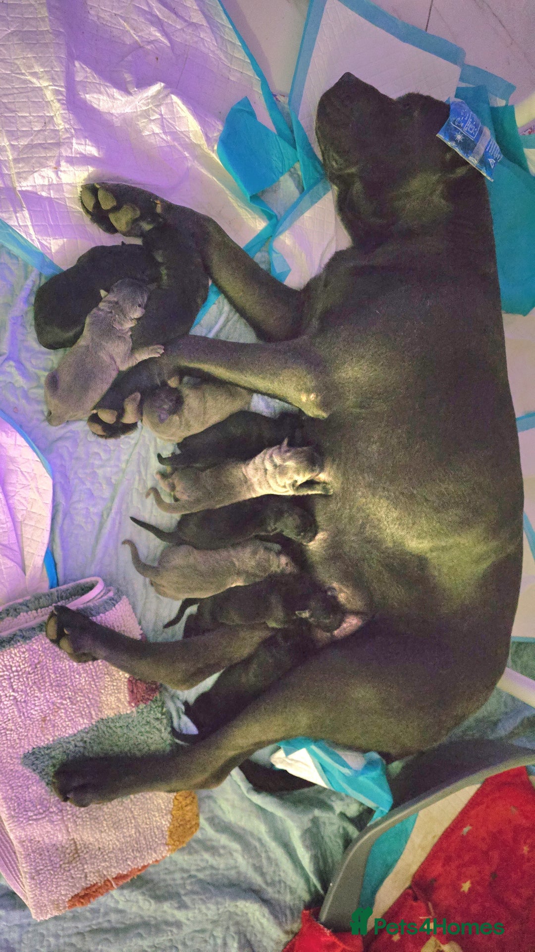 Cane Corso dogs for sale: Cane corso puppies rehom - Image 5