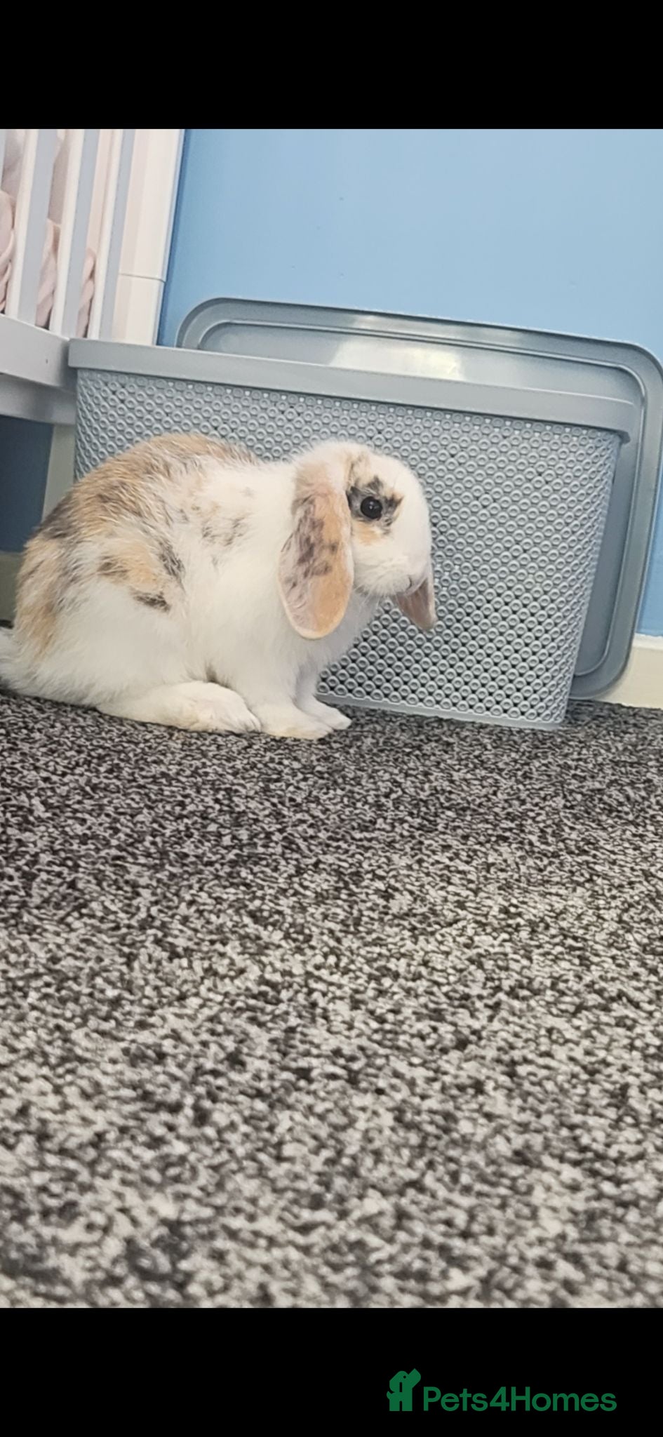 Mixed Breed rabbits Male rabbit  - Advert 7