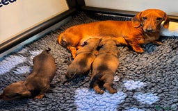 Miniature Dachshund dogs for sale: Smooth Haired Miniature Dachshunds - Image 4