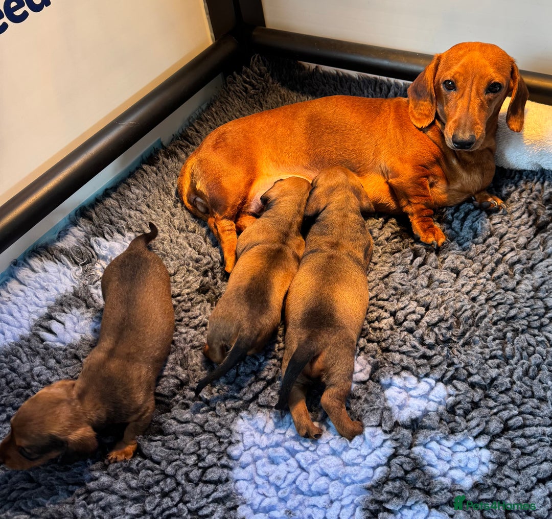 Miniature Dachshund dogs for sale: Smooth Haired Miniature Dachshunds - Image 4