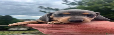 Dachshund 6