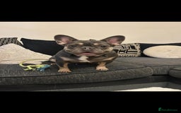 French Bulldog dogs for sale: Kc registered french bulldog pups fluffy Isabella  - Image 10