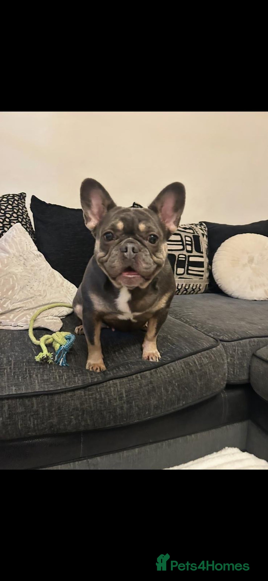 French Bulldog dogs for sale: Kc registered french bulldog pups fluffy Isabella  - Image 10