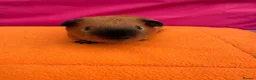 Guinea Pig rodents for sale: Californian & Himalayan - Boars & Sows - Advert 14