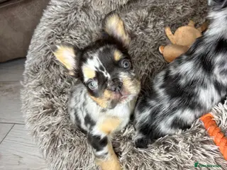 French Bulldog dogs French Bulldog Puppies (fluffy) - Advert 3