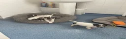 Mixed Breed dogs for sale: 3 male pups  in Pembroke - Advert 9
