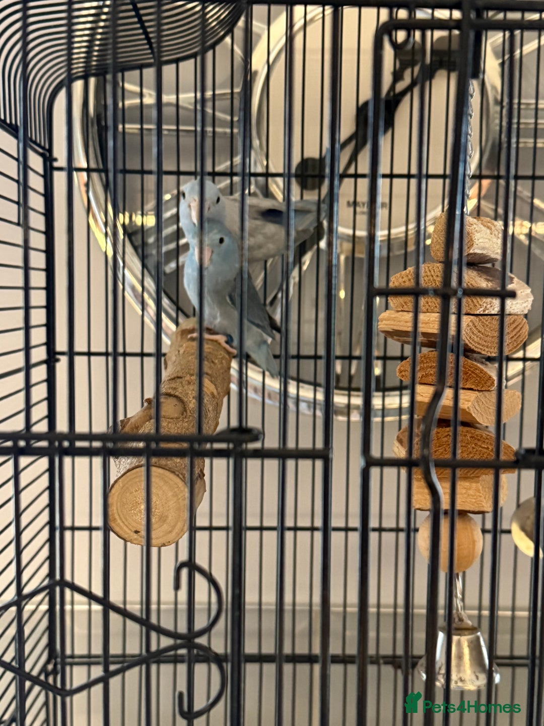 Mixed Breed birds for sale: 2 bonded parrotlets with cage  - Advert 3
