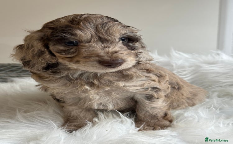 Cockapoo dogs - Advert 4