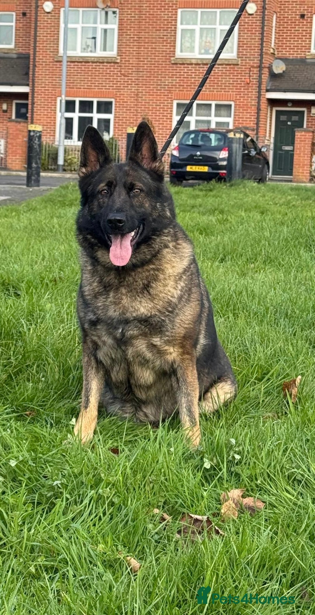 German Shepherd dogs for sale: Amazing German Shepherd Female  - Advert 4