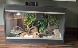 Gecko reptiles for sale: Male Leopard Gecko *Pending* - Image 1