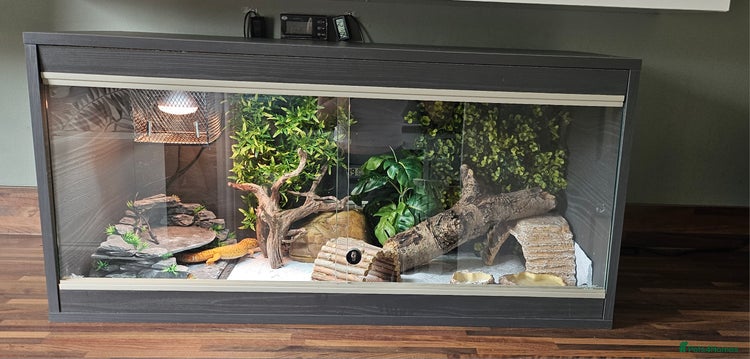 Gecko reptiles - Advert 2