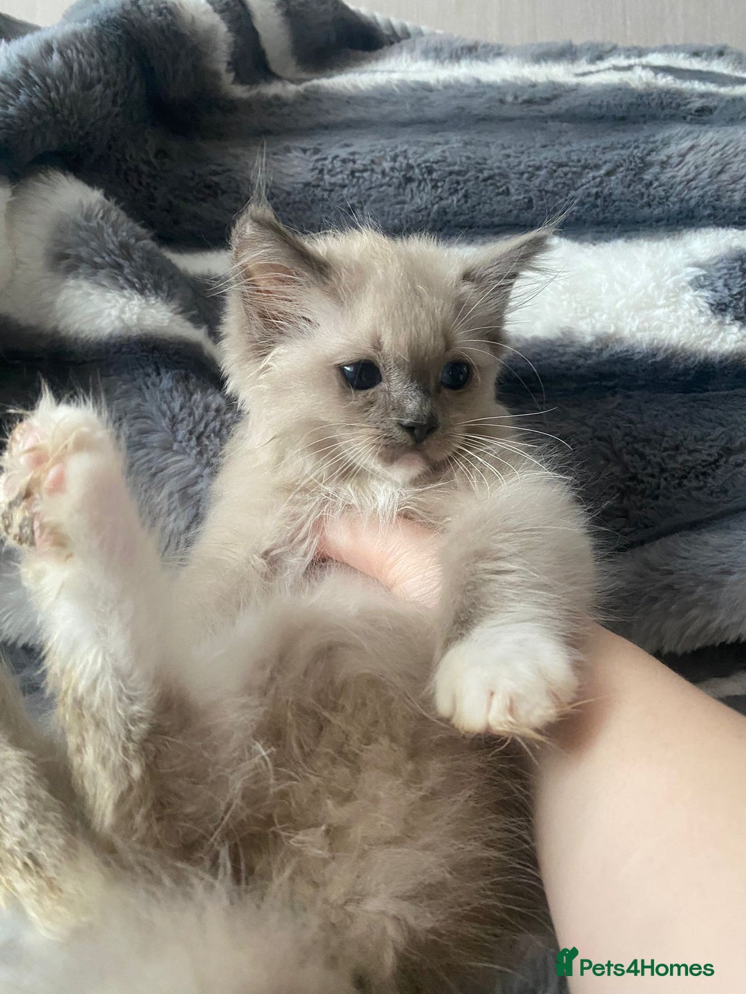 Ragdoll cats for sale: Two Brother's Ready now Mink ragdoll - Advert 11