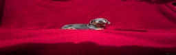 Miniature Dachshund dogs for sale: Miniature dashunds blue and tan - Advert 12