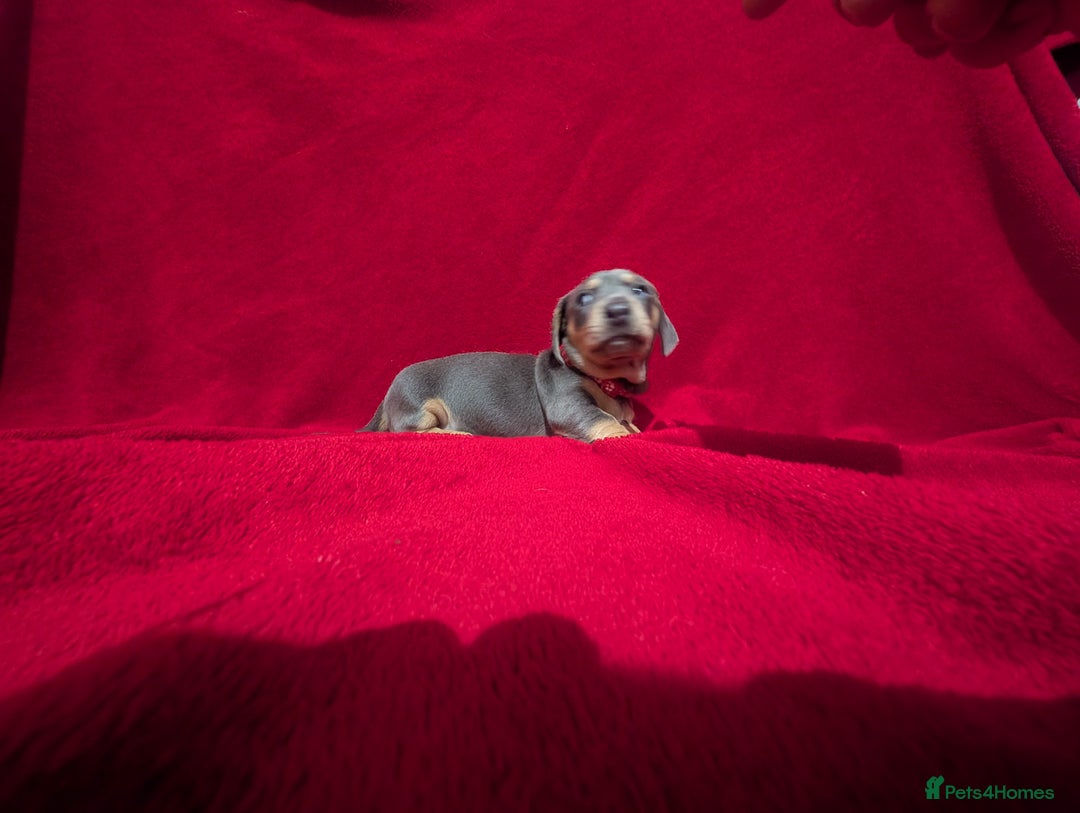 Miniature Dachshund dogs for sale: Miniature dashunds blue and tan - Advert 12