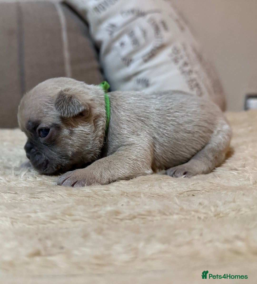 French Bulldog dogs for sale: French bulldog puppies - Advert 5