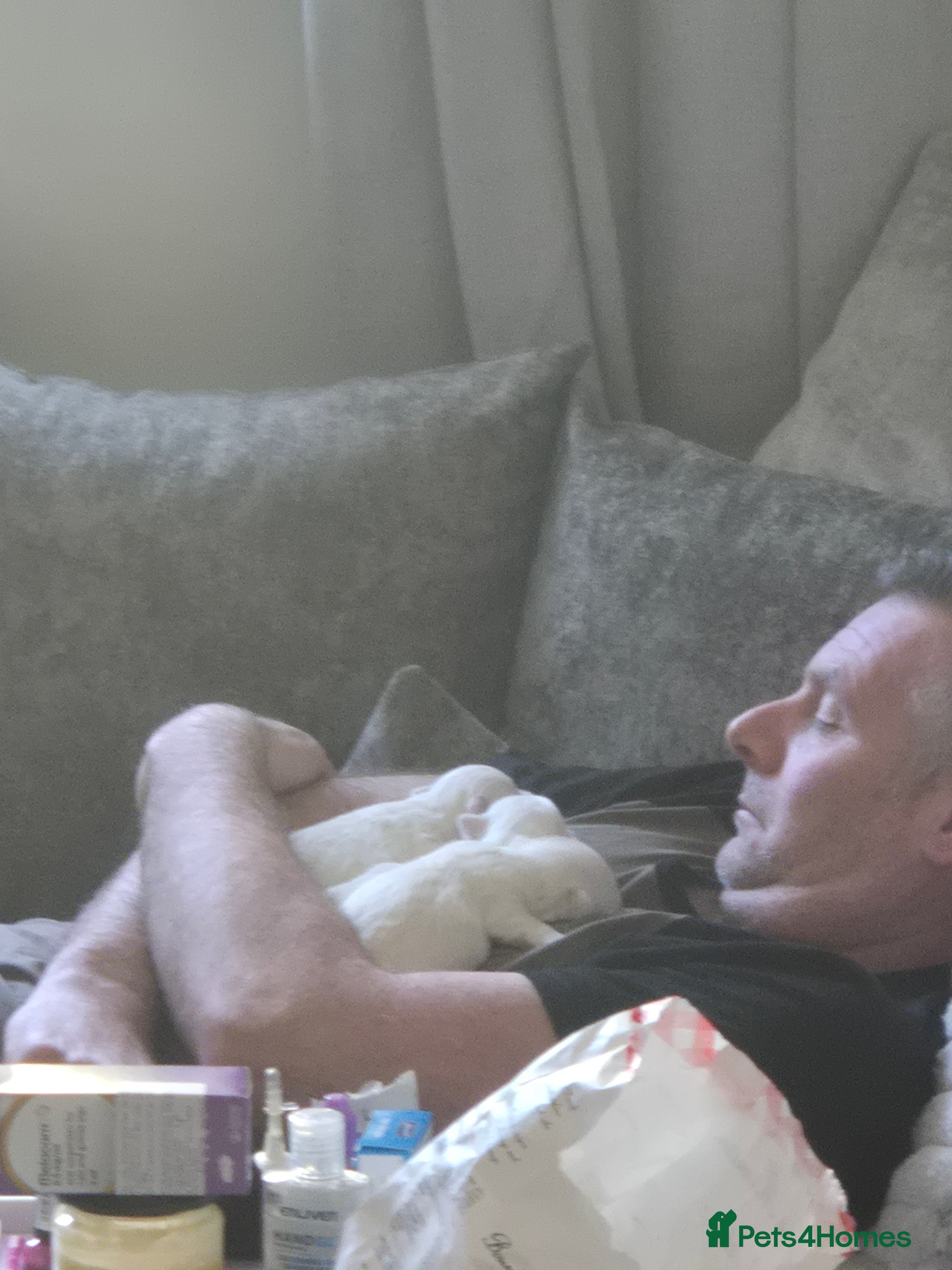 Maltese dogs Miniature Maltese  - Advert 1