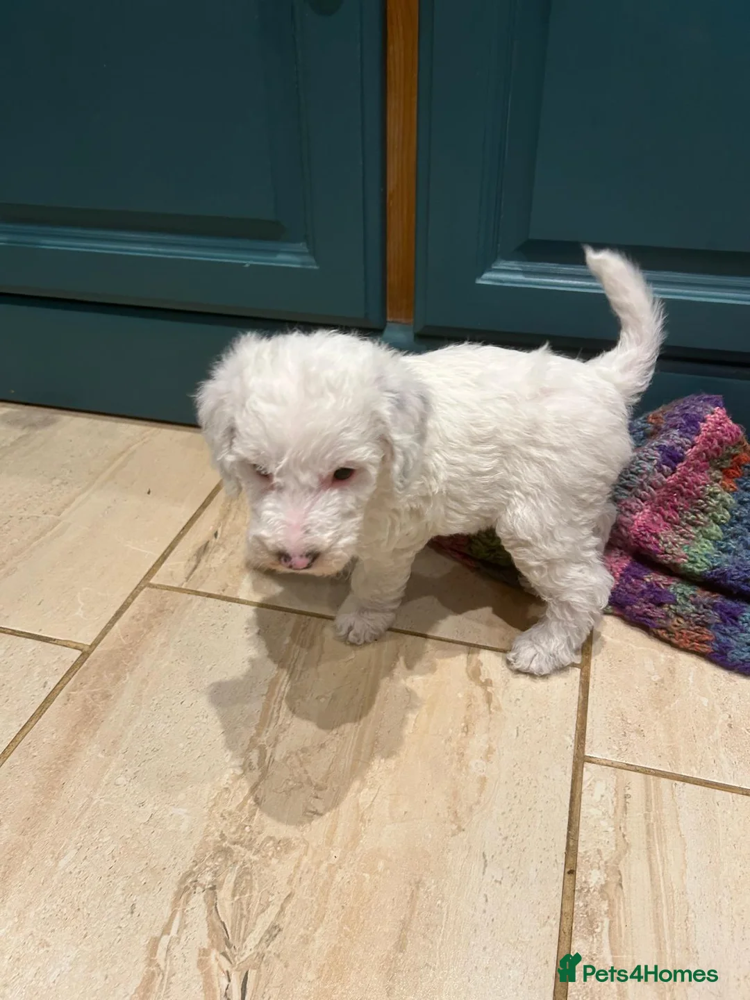 Australian Labradoodle dogs for sale: Australian Labradoodle Puppies - Advert 9