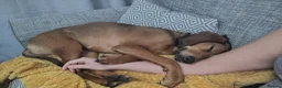 Mixed Breed dogs for adoption: Winnie Beautiful girl Looking for Forever Home  in Wirral - Advert 13