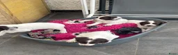 English Springer Spaniel dogs for sale: KC health tested springer puppies  - Advert 4