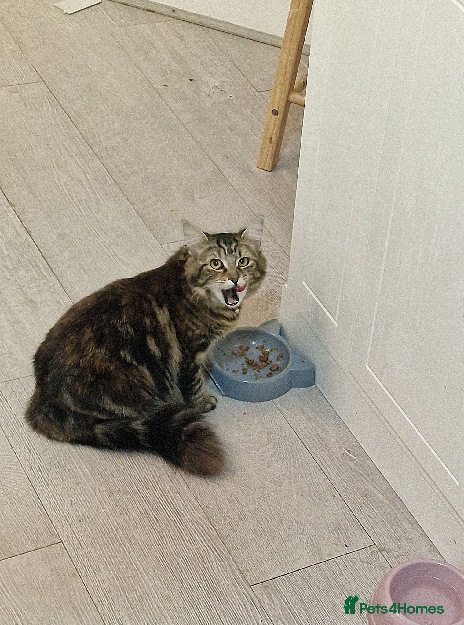 Maine Coon cats 2 Lovely Kittens Homed Together - Advert 2