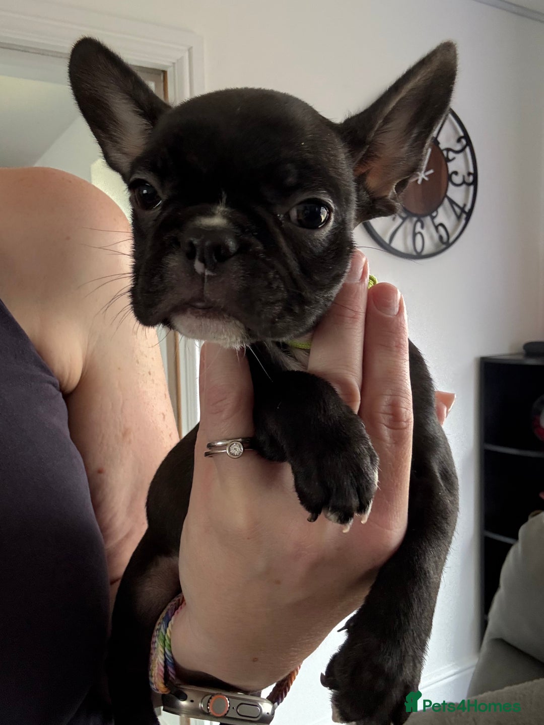 Mixed Breed dogs for sale: Frenchtons - Boston Terrier x Frenchie - Image 36