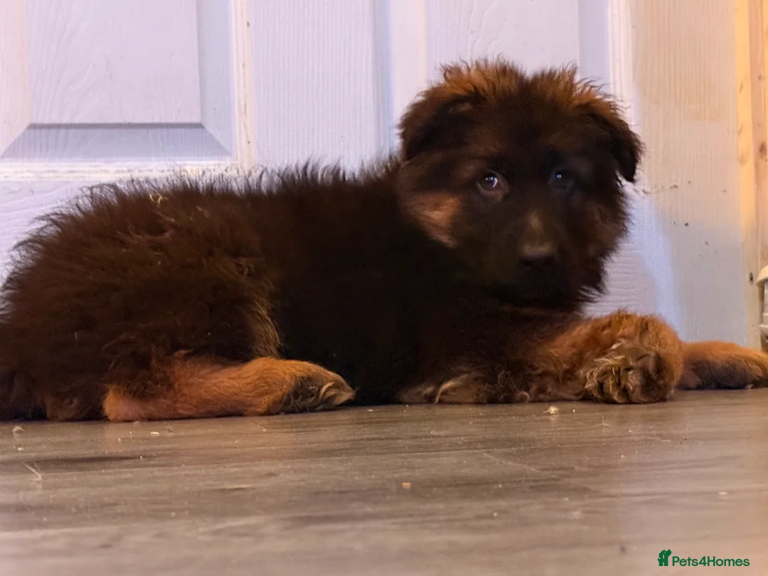 German Shepherd dogs for sale: Kc Registered Long Haired German Shepherd Puppies - Advert 1