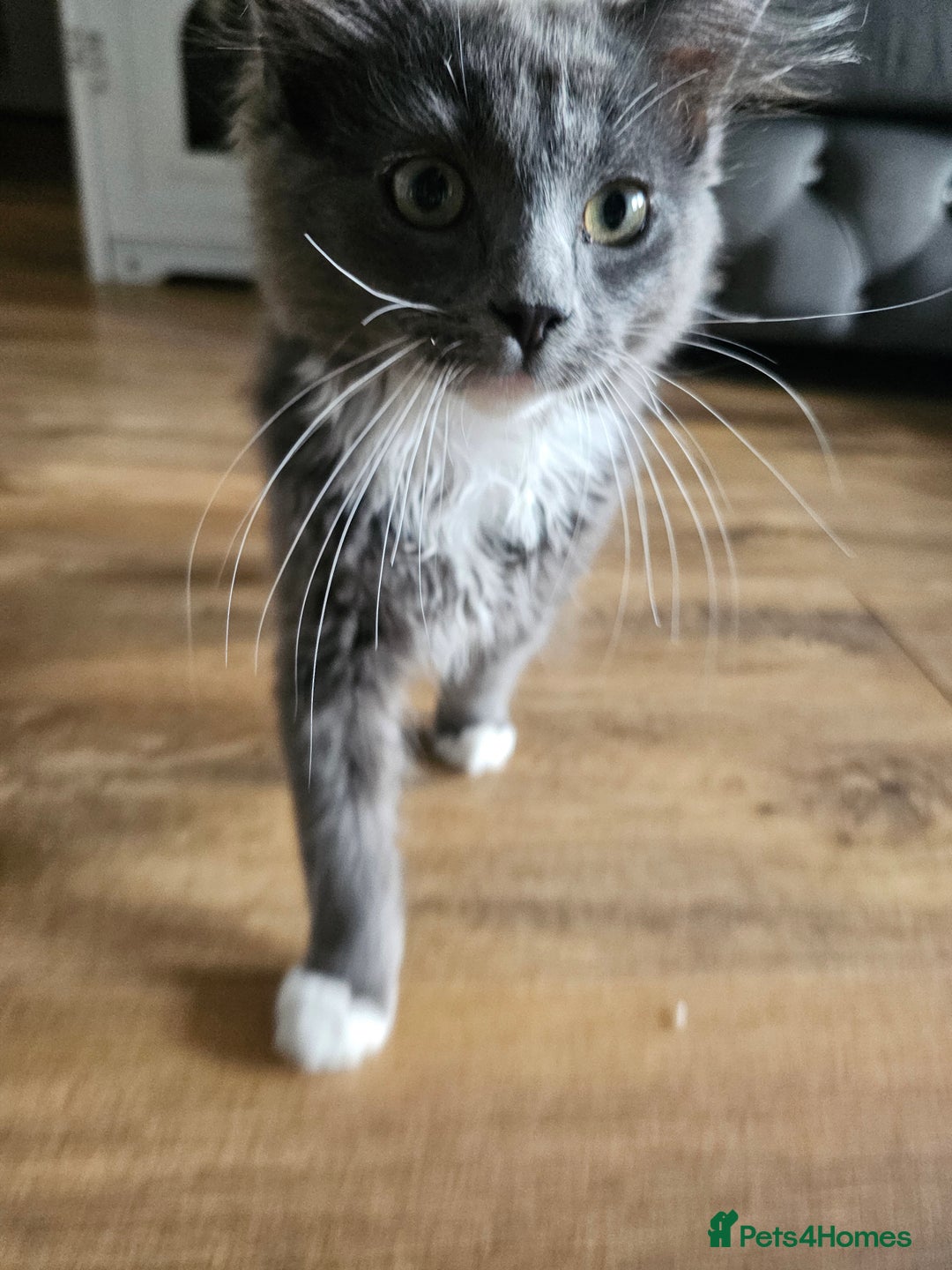 Ragdoll cats for sale: Chartreux cross Ragdoll grey Curly kittens - Image 6