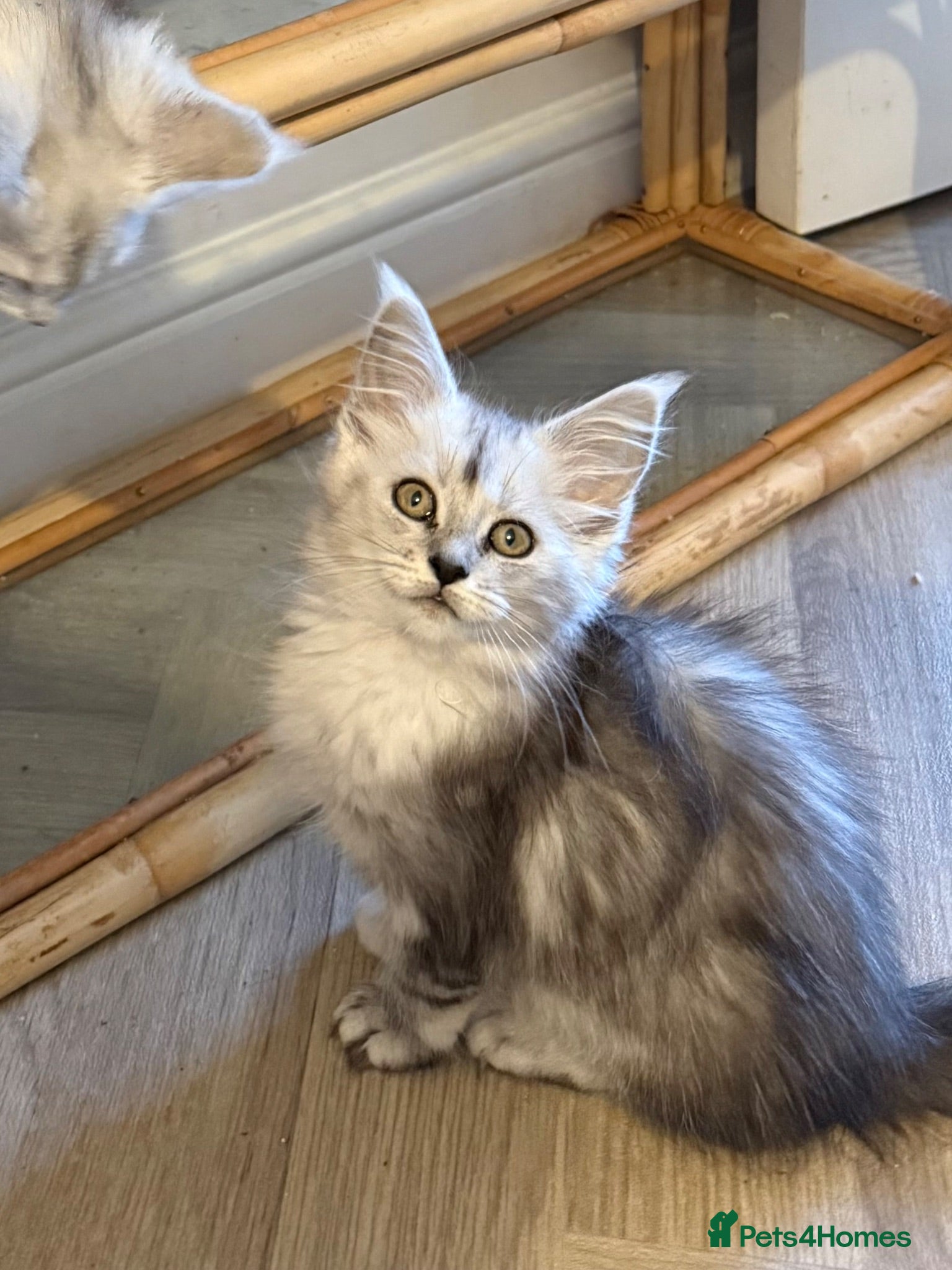 Maine Coon cats Maine coon kittens - Advert 2