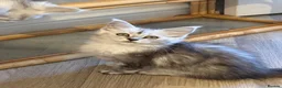 Maine Coon cats for sale: Maine coon kittens - Advert 7