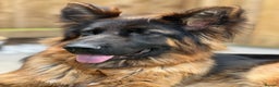 German Shepherd dogs for sale: Beautiful German Shepherd  - Advert 3
