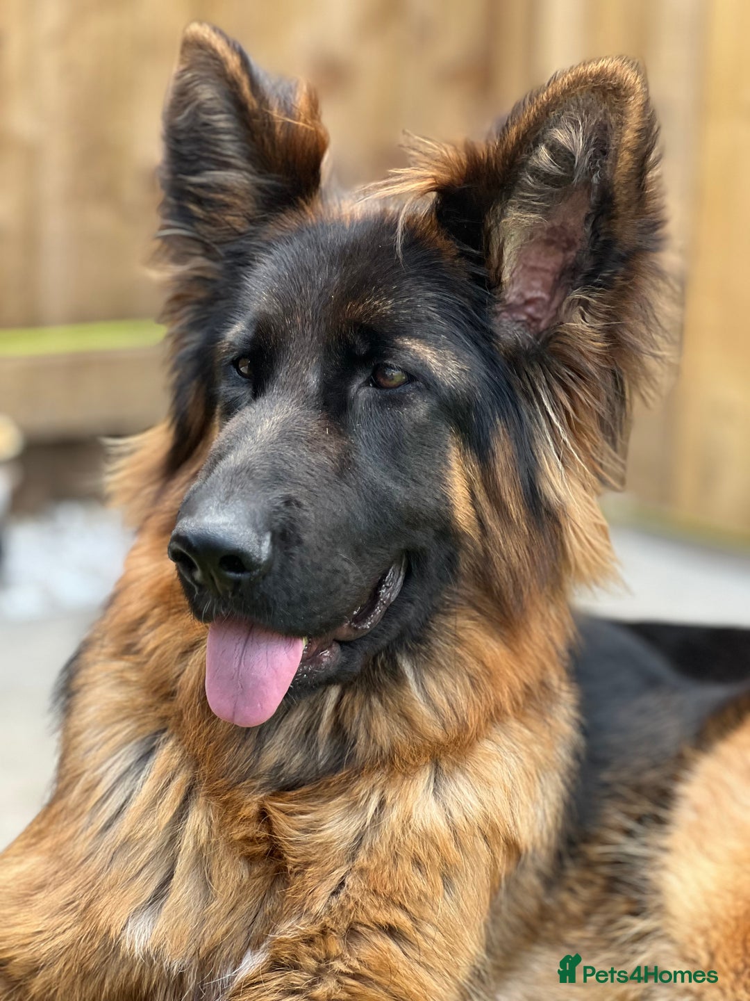 German Shepherd dogs for sale: Beautiful German Shepherd  - Advert 3