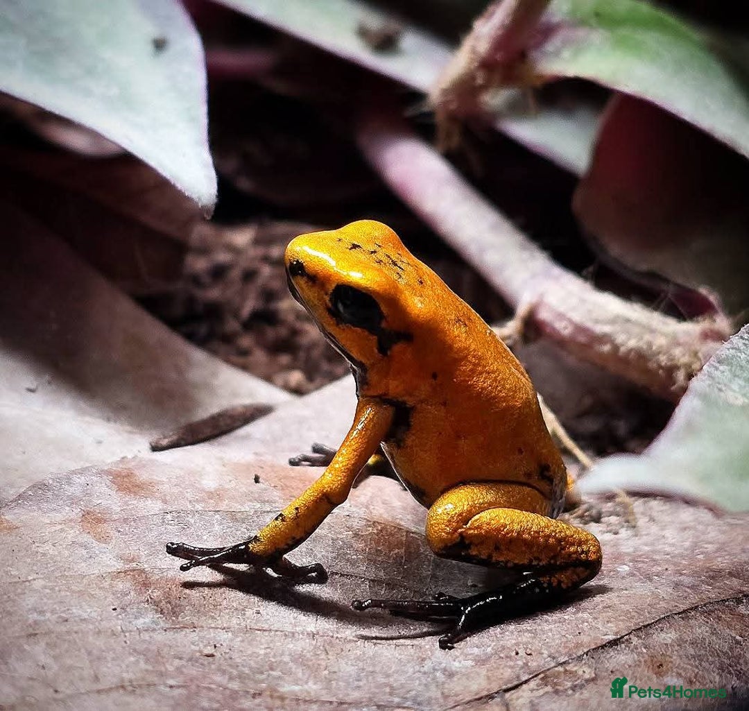 Frog reptiles for sale: Group of 10 grown on Phyllobates Terribilis - Image 5