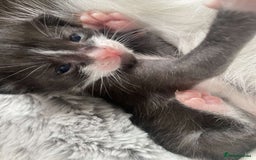 British Shorthair cats for sale: Binx & Tommy - Image 9