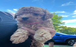Toy Poodle dogs for sale: Two beautiful toy poodles  - Image 4