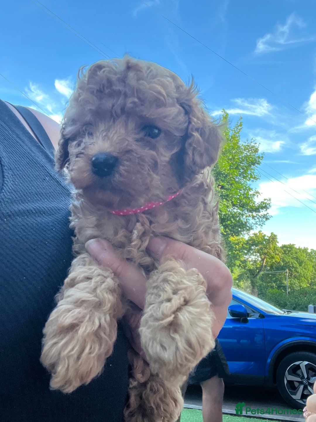 Toy Poodle dogs for sale: Two beautiful toy poodles  - Image 4