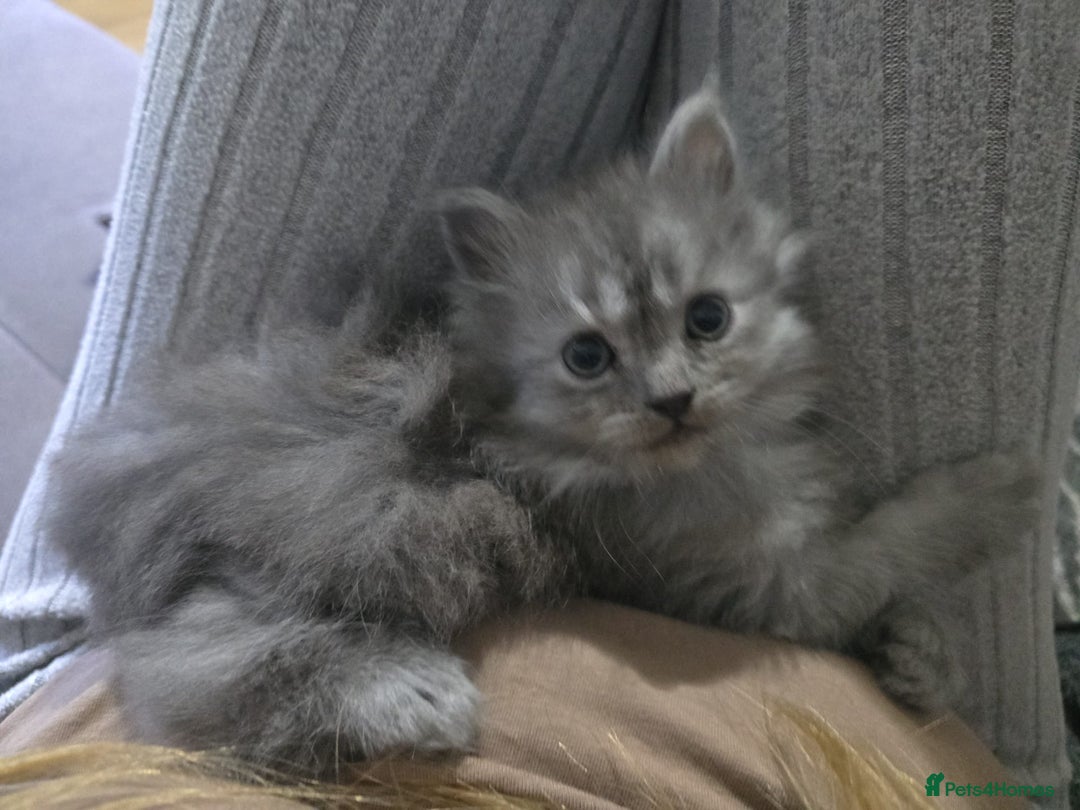 Persian cats for sale: 3 stunning Persian kittens ready now.  - Advert 34