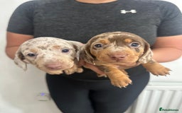 Miniature Dachshund dogs for sale: Adorable litter ready August 22nd ❤️❤️❤️💙  - Image 5
