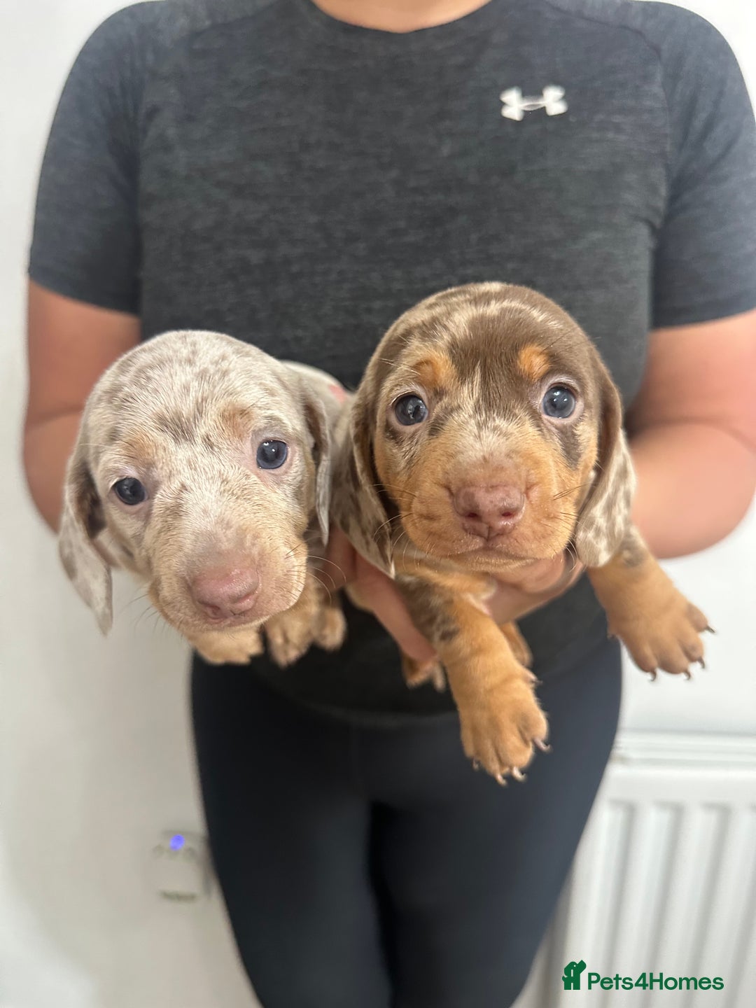 Miniature Dachshund dogs for sale: Adorable litter ready August 22nd ❤️❤️❤️💙  - Image 5